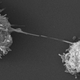 Dos Acanthamoeba vistas bajo el microscopio